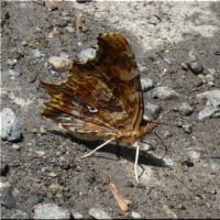 蝶々です。