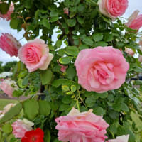 満開の薔薇の香りに包まれて至福のひとときを・・・