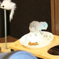 こどもの日♪