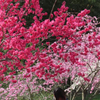 小夜戸・大畑　花桃街道 / みどり市