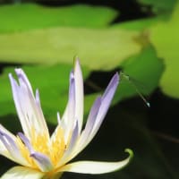 アトリウムの逆さスイレン～水生植物公園みずの森2024/8下旬（3）