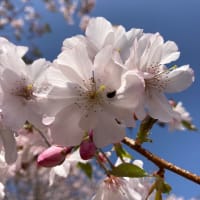 胴吹き桜