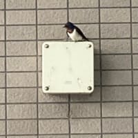 最近の身近な癒し