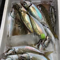宝昌丸　6月29日の釣果