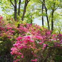 5月初旬の里山の花