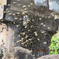日本蜜蜂の分蜂