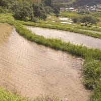田植え後の棚田