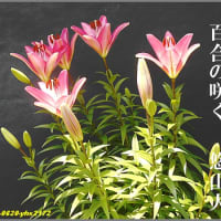 俳句写真2172　ゆゑもなく