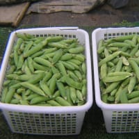 実豌豆グリンピースの初収穫した