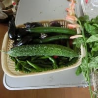 今までの収穫状況です