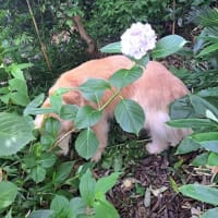 庭のお花を見て回ったよ・Mお兄ちゃんが草刈り　お父さんの治療記録　２５．６/２０