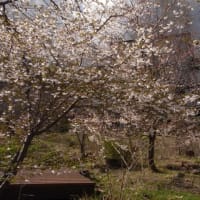 早春の庭・アズマイチゲ、カタクリ、タッタ草