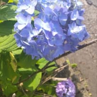 近所の紫陽花