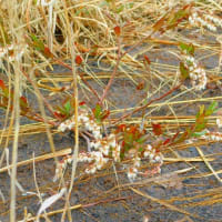 ホロムイツツジ（幌向躑躅）：「ホロムイ七草」その5