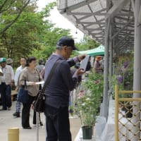 （👴）2022年5月の再投稿：広島市植物公園～①バラ園＆②クレマチス展の回想録！