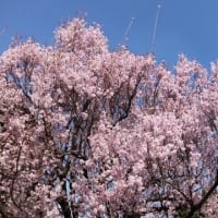 花～桜・雪柳・菜の花