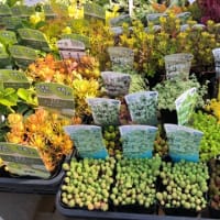 花の植え替えを少し