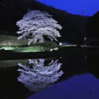 【　一本桜のライトアップを撮る　】