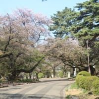 大宮公園桜開花速報(2025.4.12)