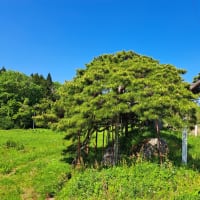 笠松(丸森町)