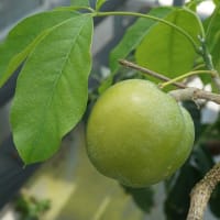 夏の果実：シロサポテ