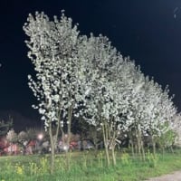 梨の花ライトアップ“梨灯り”