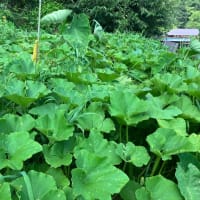 オクラ初収穫～菜園ライフ４２８