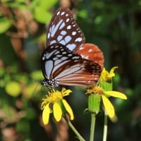 アサギマダラ