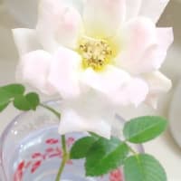 🌹 真夏の一輪 🌹