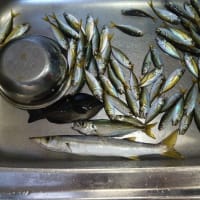 鯵釣り