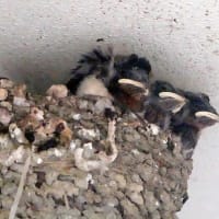 05/15　ツバメの雛、サンコウチョウ
