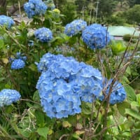 川遊び＆紫陽花