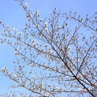 桜咲き始め‼