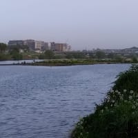 朝の多摩川