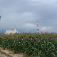 ゲリラ雨