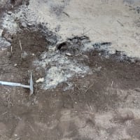 米ぬかを撒いて、土づくり