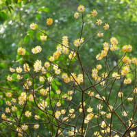 ミツマタの開花も遅れてる
