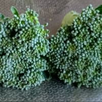 茎ブロッコリーの収穫　20241109