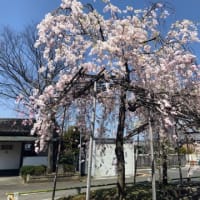 枝垂れ桜