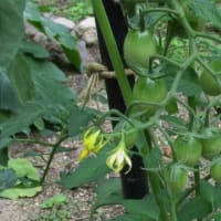 我がミニミニ菜園　初収穫