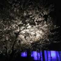 満開の桜　ライトアップ