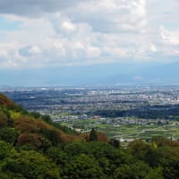 「幸せを呼ぶ青い蜂」ナミルリモンハナバチが吸蜜する花に集まる昆虫たち。なんと寄生蜂がゾロゾロ（妻女山里山通信）