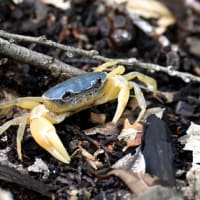 カニかに？〜サワガニ
