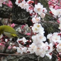 大阪城　梅林　メジロ（２０２５年３月７日）静止画