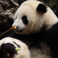 成都のパンダ達 ⑻