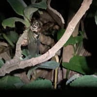 午前２時過ぎ、3匹のクマゼミはすでに黒い体で飛び立つ前かな〜！