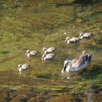 カルガモの子育て風景２