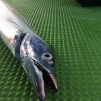 タチウオ:2016年初釣り 忠彦丸
