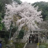ミモロの京都桜巡り2023。哲学の道沿い「大豊神社」のしだれ桜と椿など、春爛漫の道を行く