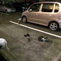 林政メンバーの研究紹介③豆野君